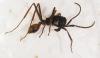 Eciton sp.
